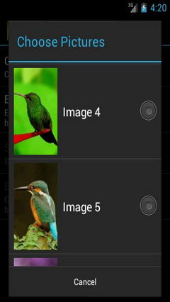 Birds