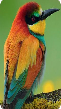 Birds