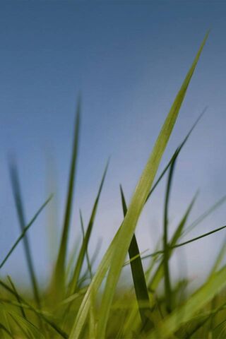Nokia Grass and Sky